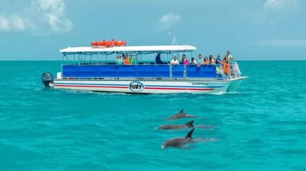 dolphins-near-boats_