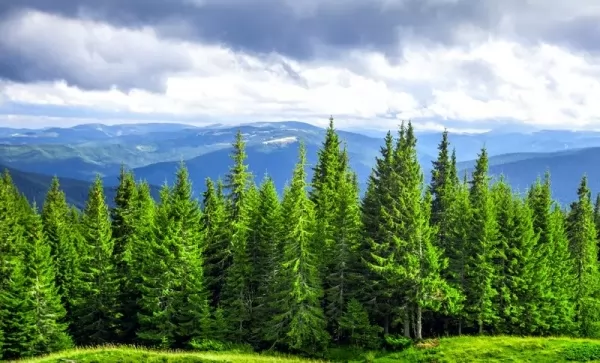 11 من أفضل أنواع الأشجار دائمة الخضرة بالصور سحر الكون