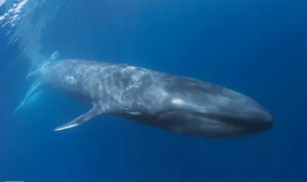الحوت الأزرق القزم