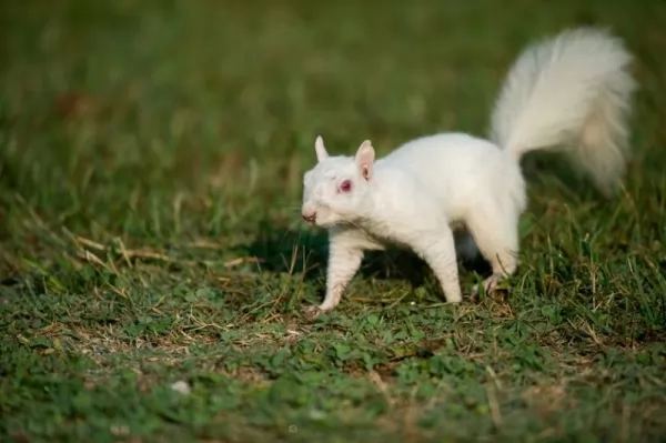   white-squirrel_10806