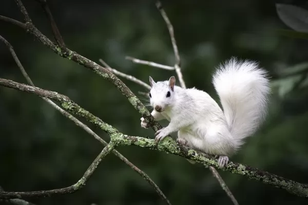   white-squirrel_10806