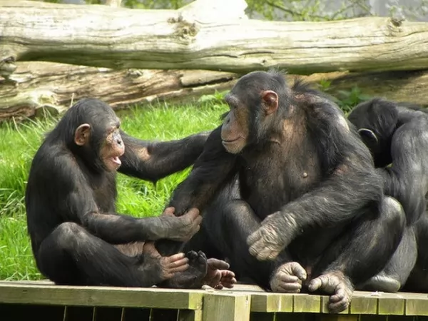 قرود الشمبانزي