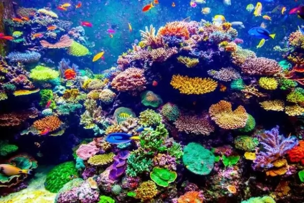 الشعب المرجانية