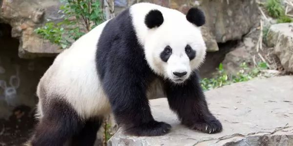 الباندا العملاقة من الحيوانات المهددة بالإنقراض