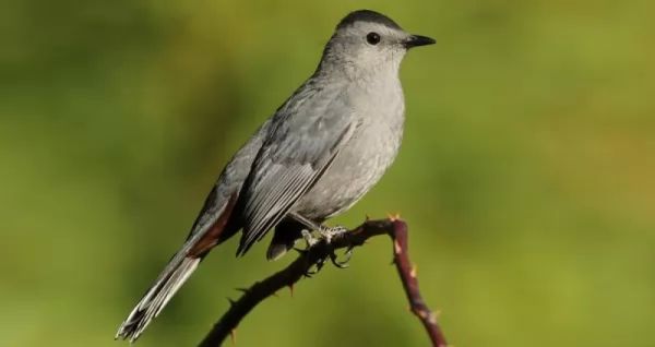  موسوعة عامة حول الطيور Songbirds-australia_10932_3_1547410677