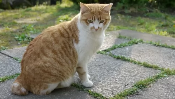 القط الياباني قصير الذيل