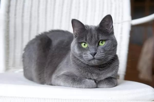 2. Russian Blue Cat Breed Profile - The Spruce Pets - wide 7