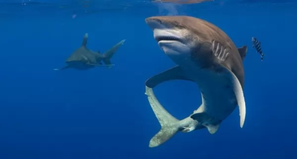 سمك القرش من الحيوانات المفترسة قاتلة البشر
