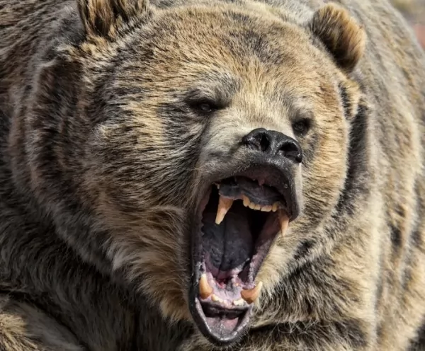الدب البني من الحيوانات المفترسة قاتلة البشر