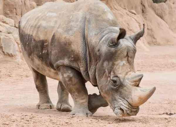 وحيد القرن من أخطر الحيوانات الأفريقية