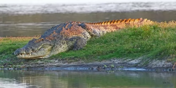 تمساح النيل من أخطر الحيوانات الأفريقية