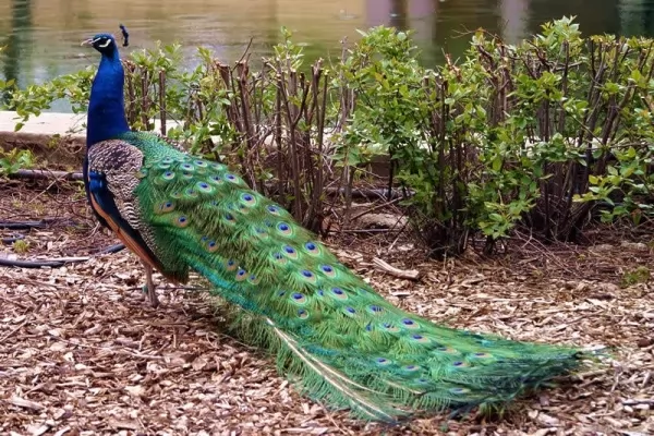 ● 💜 peacocks-feathers_11344_1_1570032544.webp