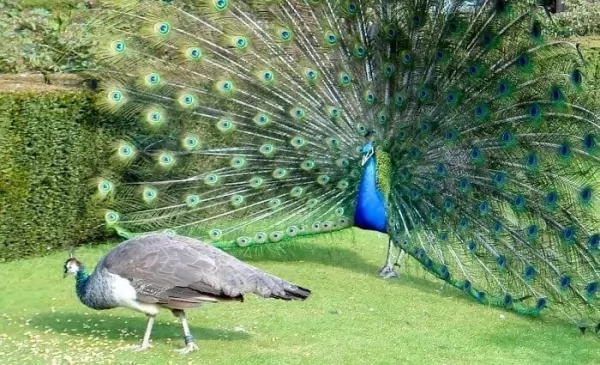 ● 💜 peacocks-feathers_11344_2_1570032545.webp