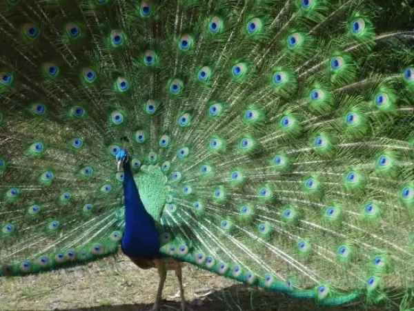 ● 💜 peacocks-feathers_11344_3_1570032547.webp