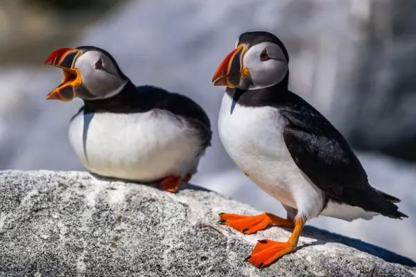 puffin-facts_11365_1_1571063279.jpg
