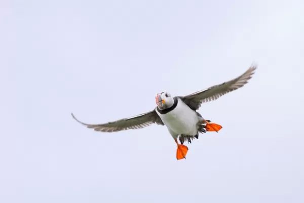puffin-facts_11365_2_1571063281.jpg