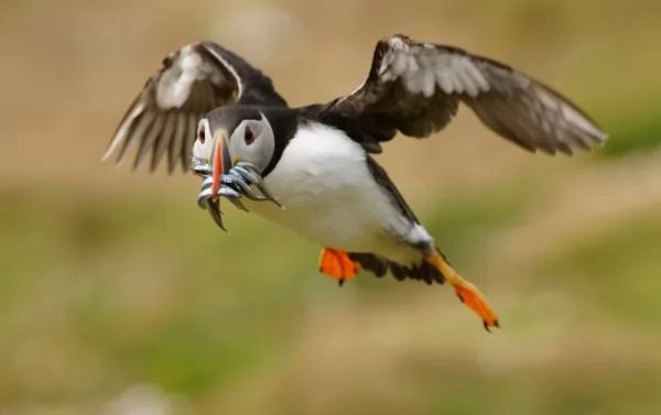 puffin-facts_11365_4_1571063283.jpg
