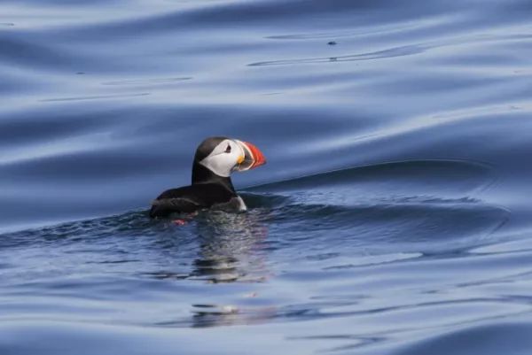 puffin-facts_11365_5_1571063284.jpg