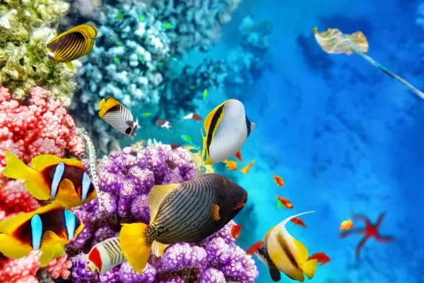 كيف تتكون الشعب المرجانية ؟ Coral-reefs-form_11415_1_1573858646