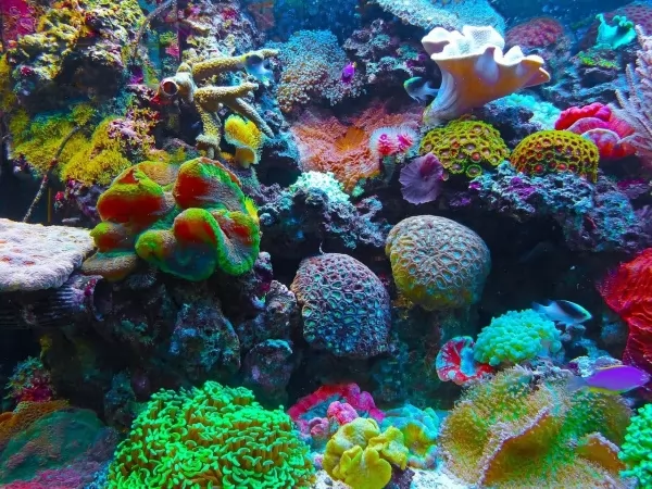 الضحلة الشعب كائنات المياة في المرجانية هي تتكون حية الشعب المرجانية
