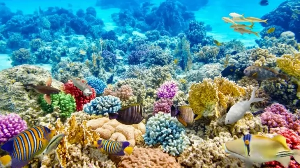  كيف تتكون الشعب المرجانية ؟ Coral-reefs-form_11415_4_1573858649