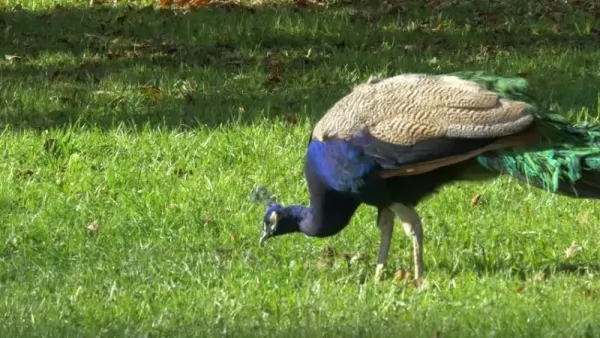  الفرق بين طائر الطاووس وطائر الدراج Difference-peacock-and-pheasant_11401_1_1572902662