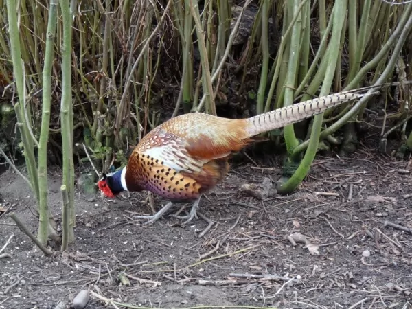  الفرق بين طائر الطاووس وطائر الدراج Difference-peacock-and-pheasant_11401_3_1572902664