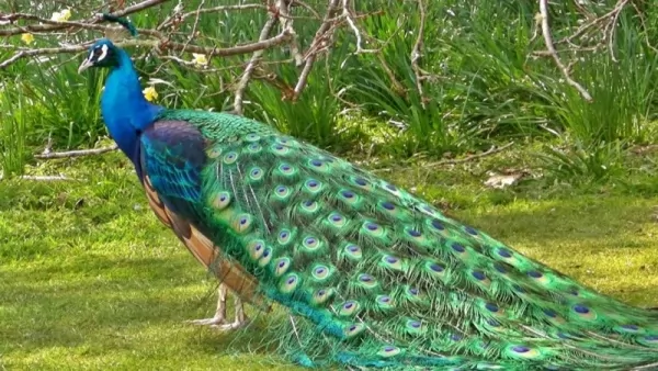  الفرق بين طائر الطاووس وطائر الدراج Difference-peacock-and-pheasant_11401_4_1572902665