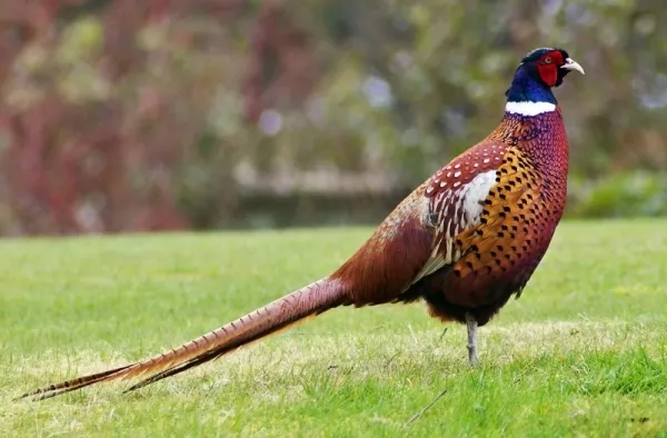  الفرق بين طائر الطاووس وطائر الدراج Difference-peacock-and-pheasant_11401_6_1572902668