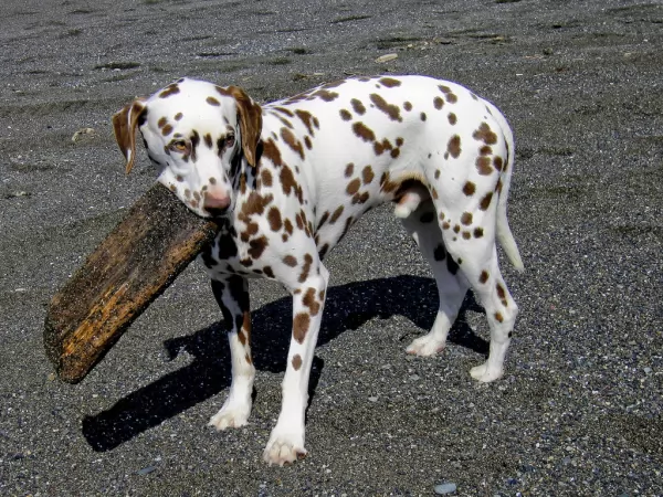 معلومات رائعة عن كلب الدلماسي بالصور Dalmatian-facts_11457_1_1576099138