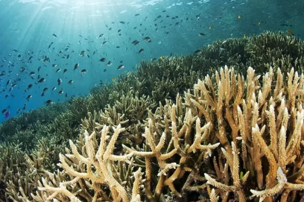 المرجان الصلب من الحيوانات البحرية