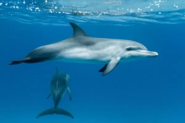 الدلافين والحيتان من الحيوانات البحرية