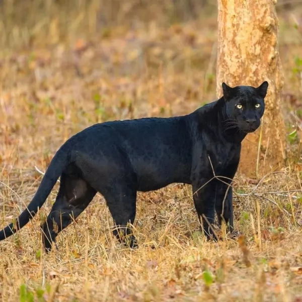 لماذا الفهد الأسود نادرا جدا Black-leopards-rare_11538_1_1580048553
