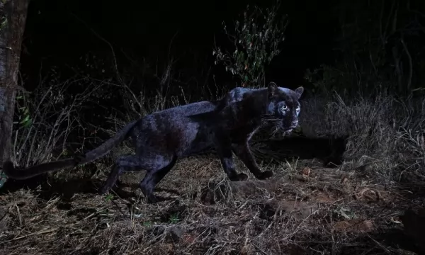 لماذا الفهد الأسود نادرا جدا Black-leopards-rare_11538_2_1580048555