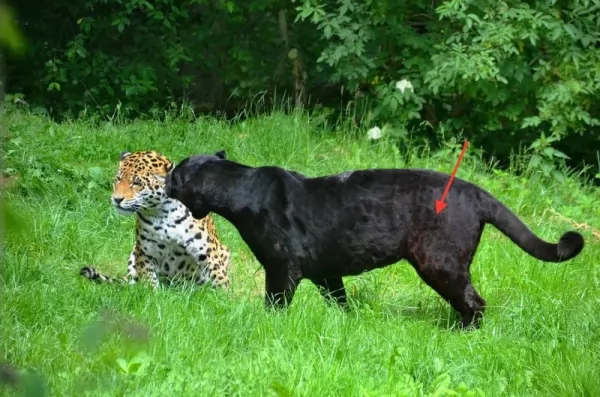 لماذا الفهد الأسود نادرا جدا Black-leopards-rare_11538_4_1580048557