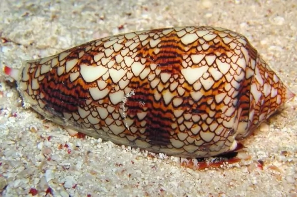 الحلزون المخروطي الرخامي من أخطر الكائنات البحرية
