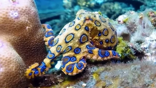 الأخطبوط ذو الحلقات الزرقاء من أخطر الكائنات البحرية