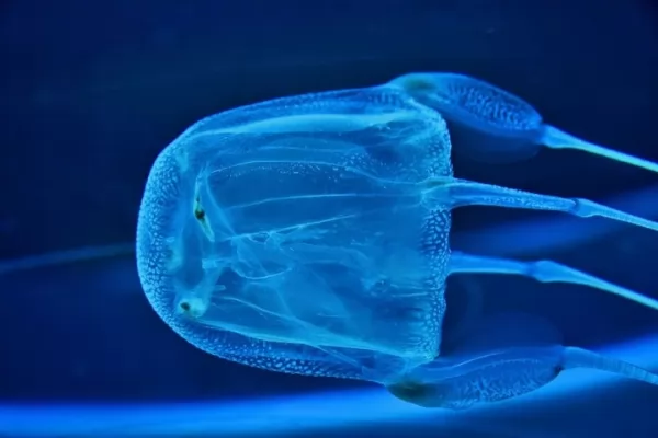 قنديل البحر الصندوقي من أخطر الكائنات البحرية