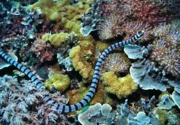 ثعابين البحر من أخطر الكائنات البحرية