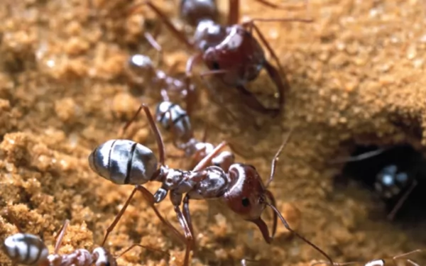النمل الفضي الصحراوي
