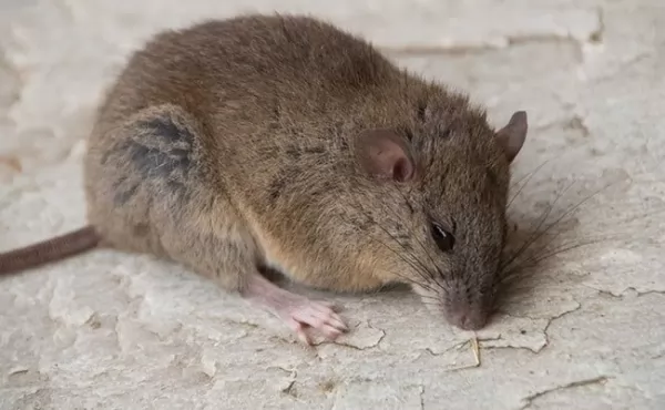 الفأر برامبل كاي