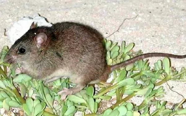 الفأر برامبل كاي