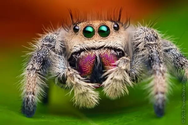 معلومات رائعة عن العناكب القافزة بالصور Jumping-spiders-facts_11747_1_1586907128