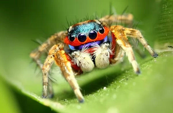 العناكب القافزة بالصور Jumping-spiders-facts_11747_3_1586907130