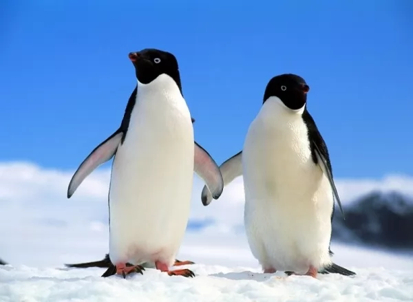 طائر البطريق Penguin-facts_11760_2_1587491904