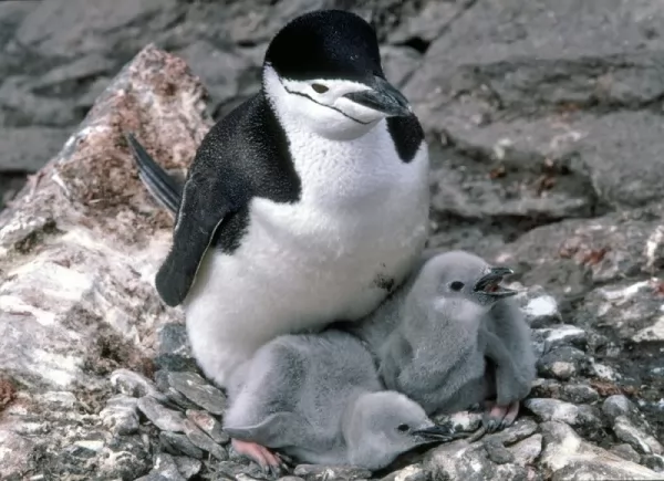 طائر البطريق Penguin-facts_11760_4_1587491906