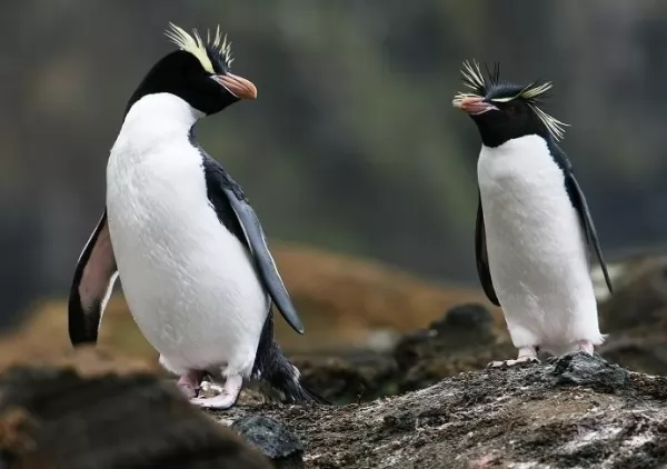 طائر البطريق Penguin-facts_11760_6_1587491908