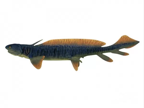 أورثاكانثوس من أسماك القرش