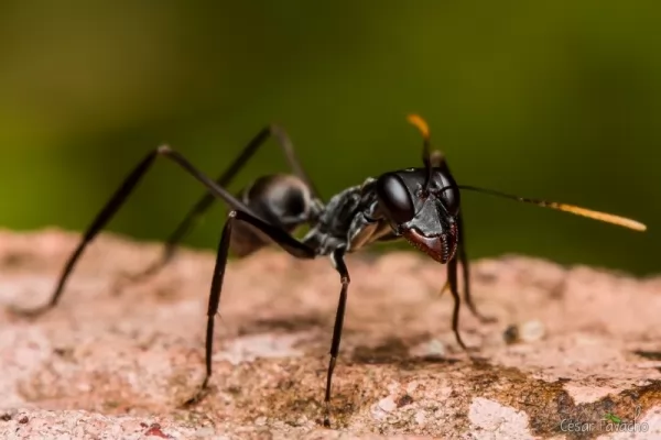 ant-facts_11834_1_1590077819.webp