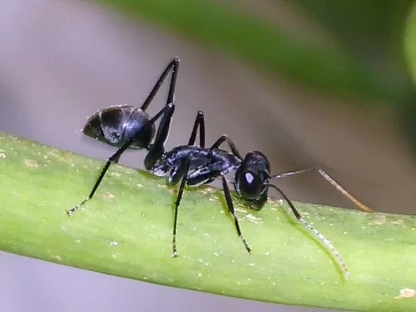 ant-facts_11834_3_1590077822.webp